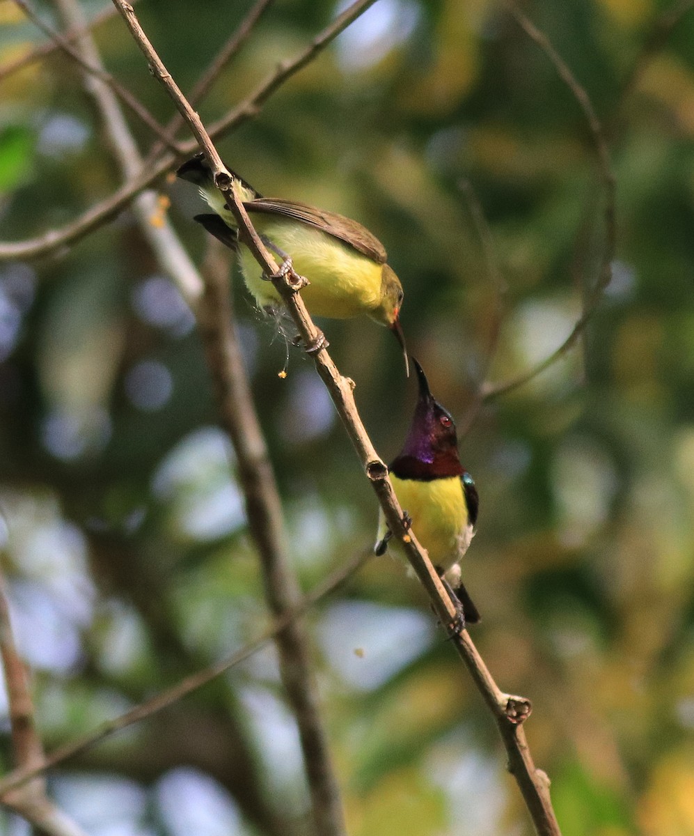 Purple-rumped Sunbird - ML620635110