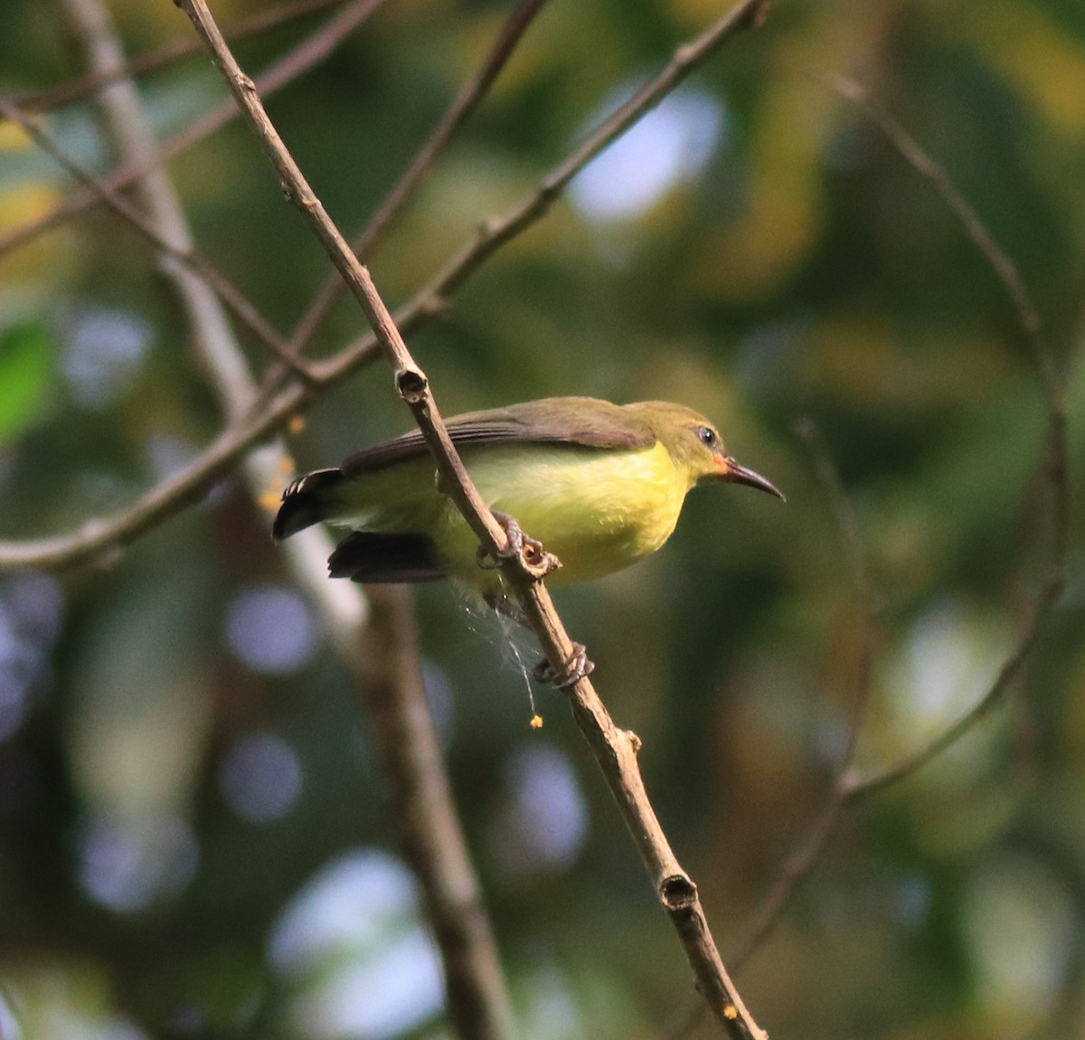 Purple-rumped Sunbird - ML620635111