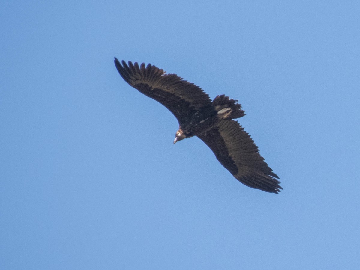 Cinereous Vulture - ML620635123