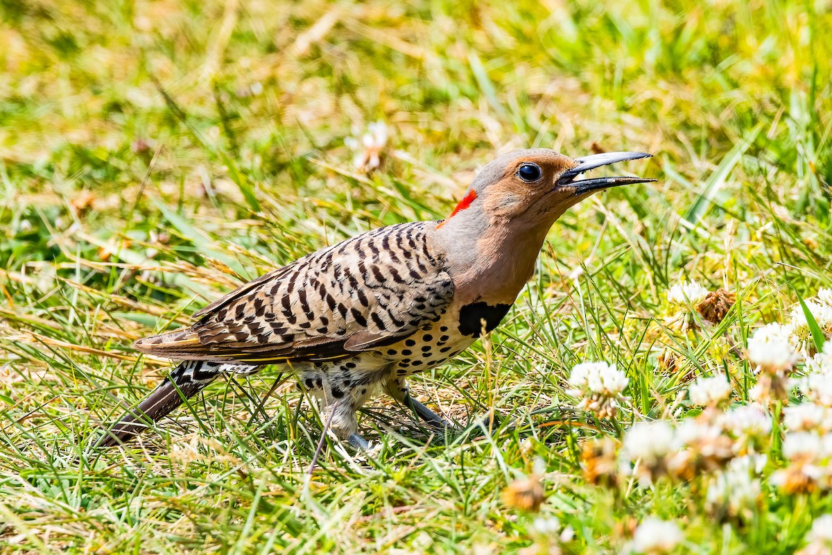 Northern Flicker - ML620635132