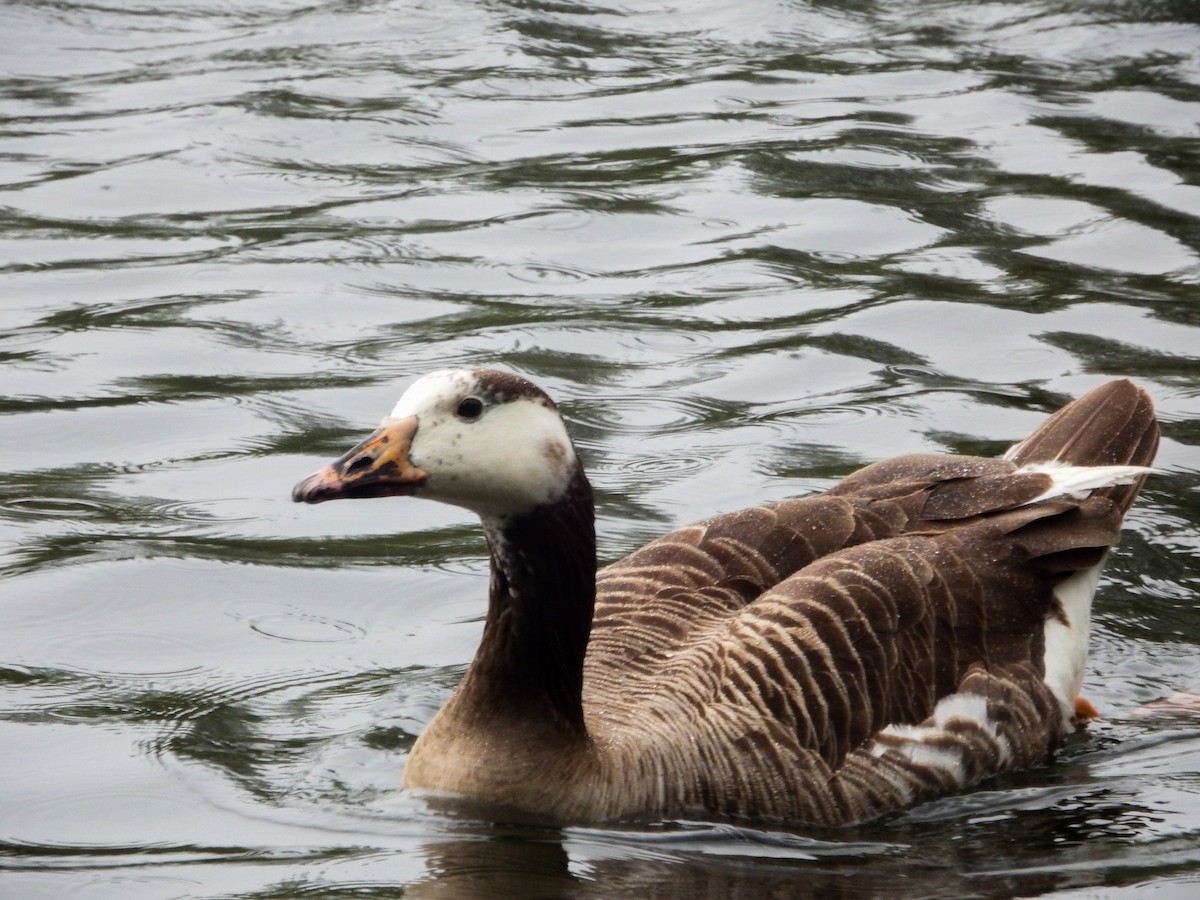 tanımsız kaz (Anser/Branta sp.) - ML620635143