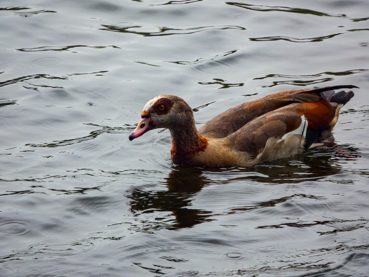 Egyptian Goose - ML620635144