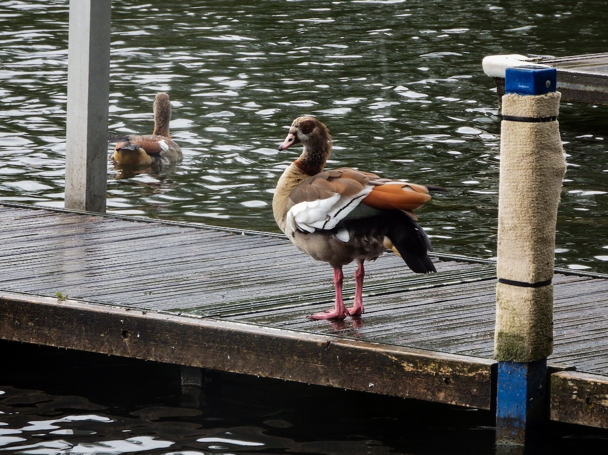 Egyptian Goose - ML620635145