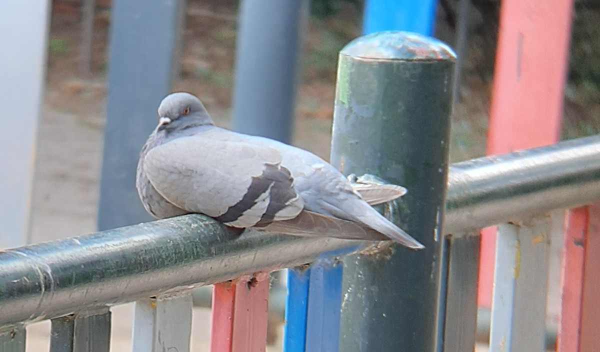 Pigeon biset (forme domestique) - ML620635148
