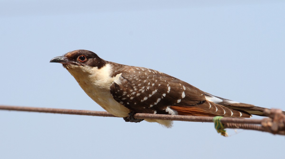 Great Spotted Cuckoo - ML620635149