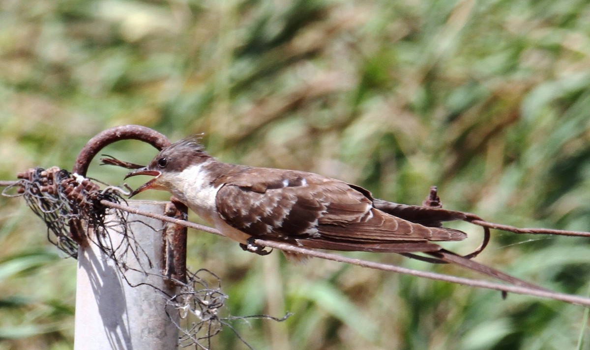 Great Spotted Cuckoo - ML620635150