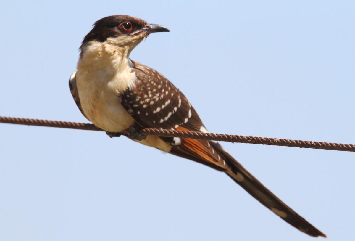 Great Spotted Cuckoo - ML620635151