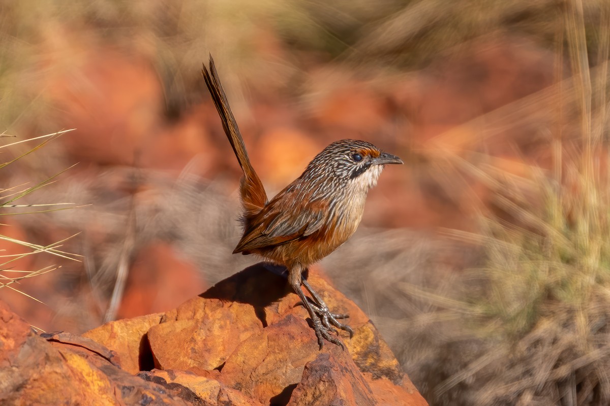 Rufous Grasswren - ML620635156