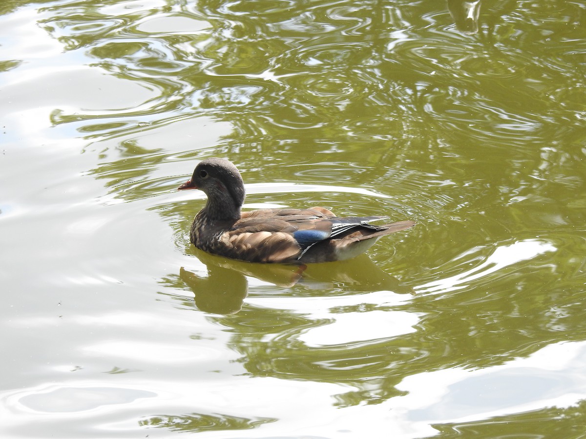 Mandarin Duck - ML620635165