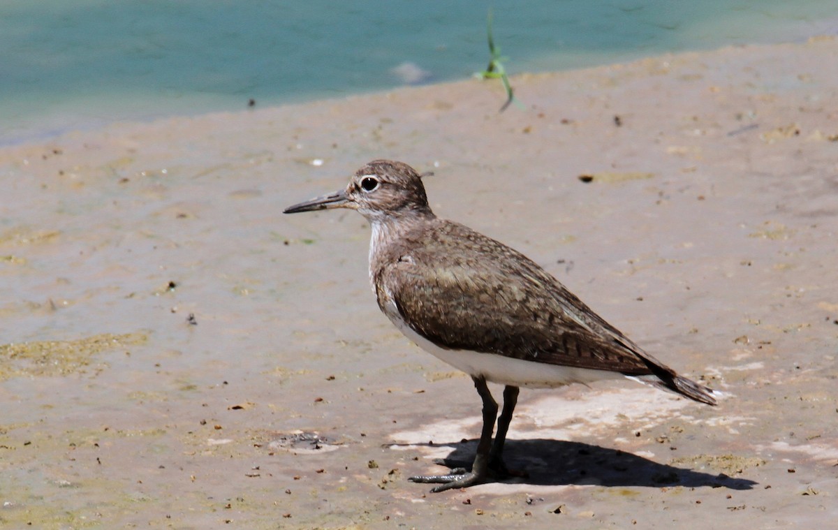 Common Sandpiper - ML620635172