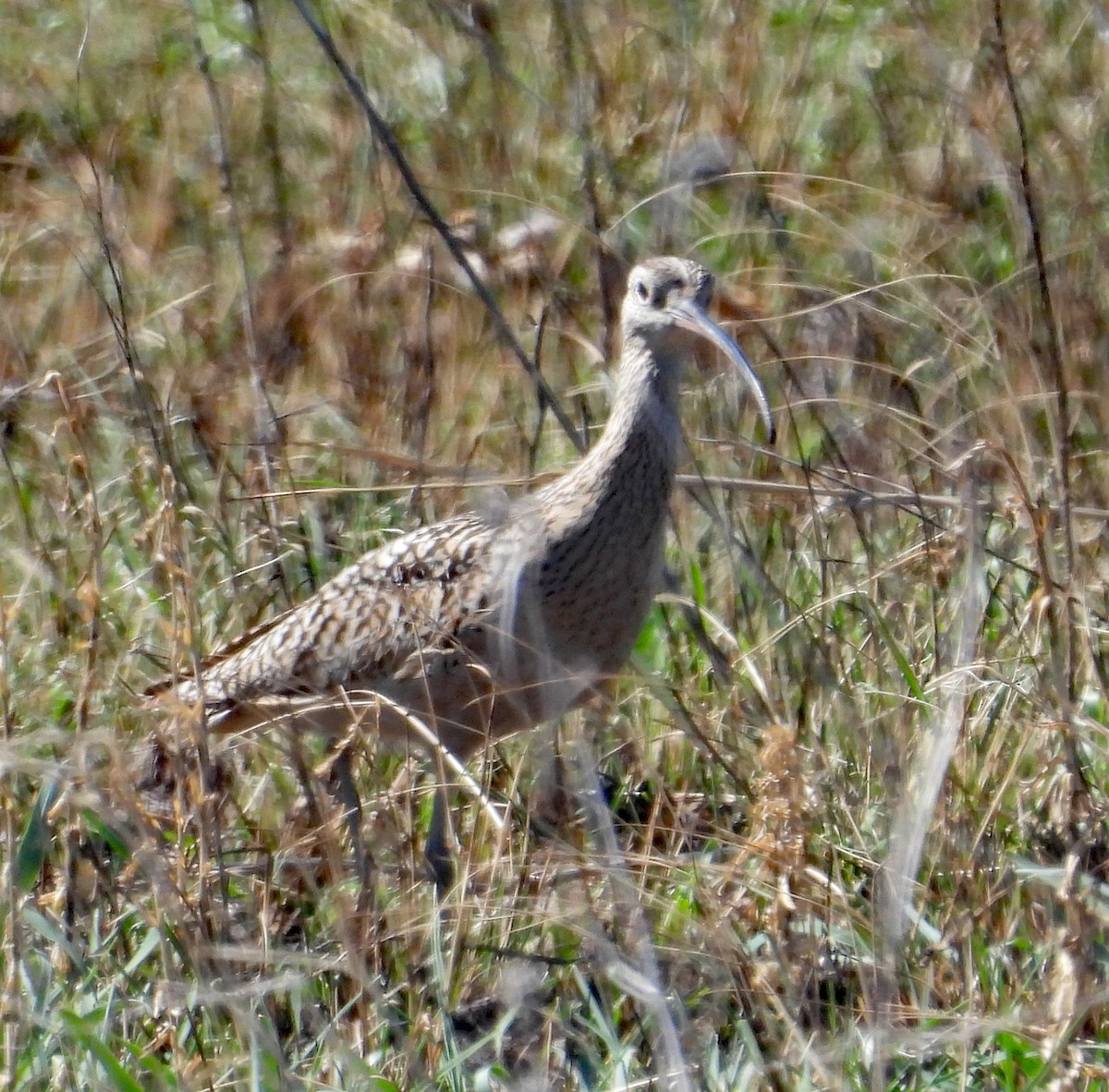 Long-billed Curlew - ML620635178
