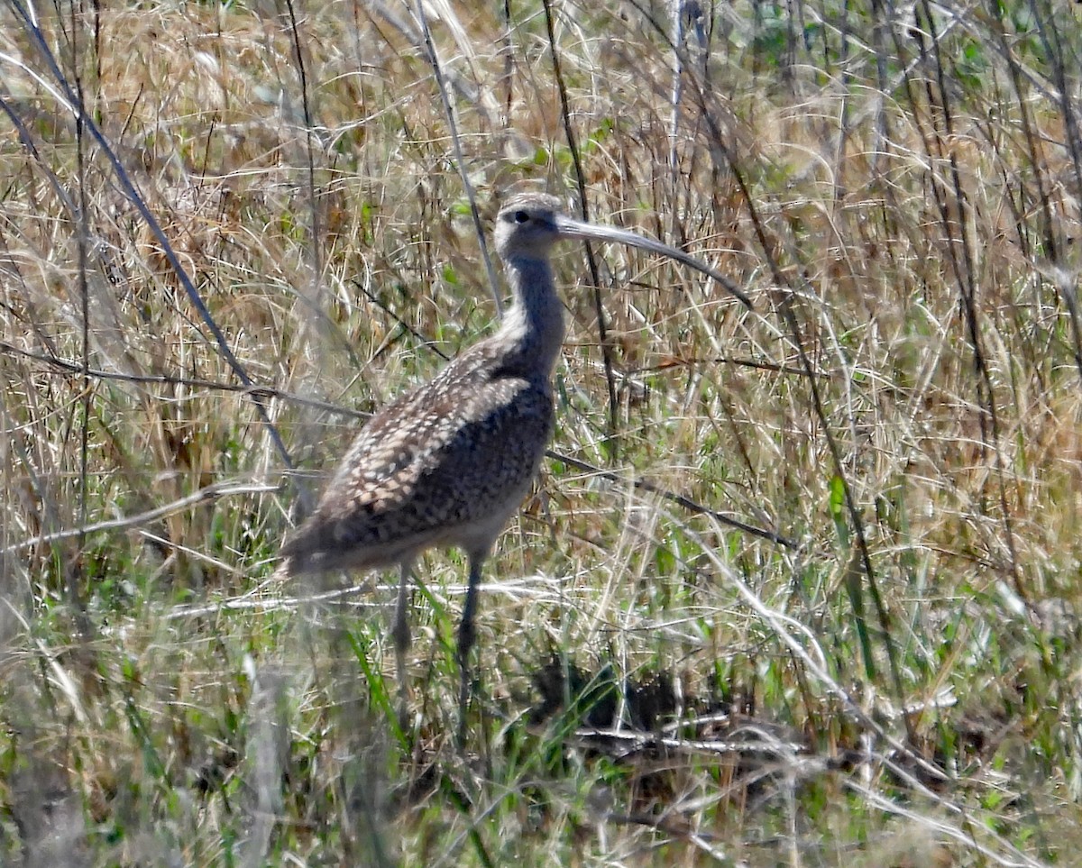 Long-billed Curlew - ML620635179