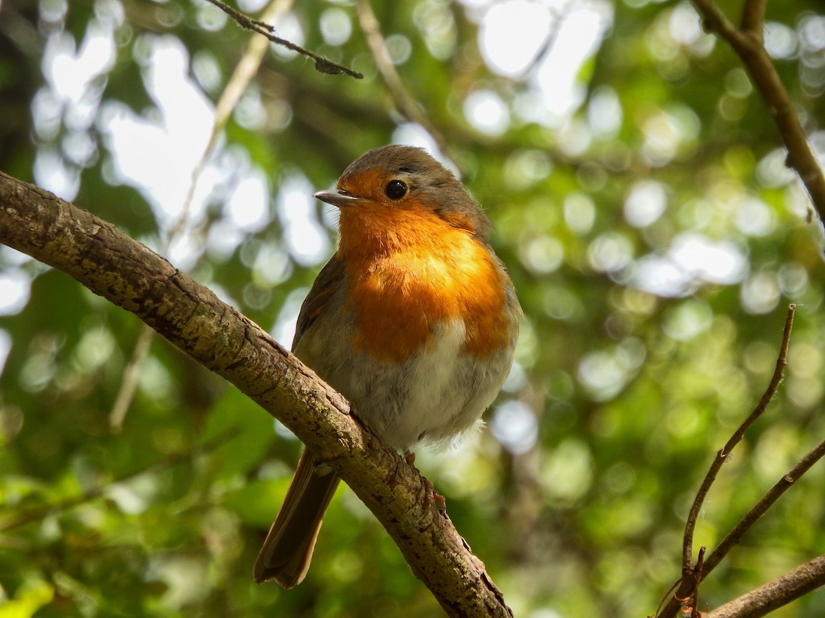 European Robin - ML620635180