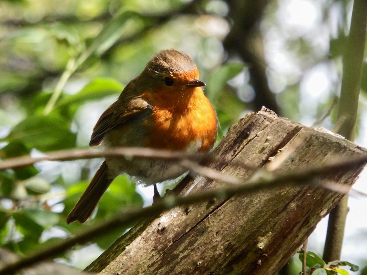 European Robin - ML620635181