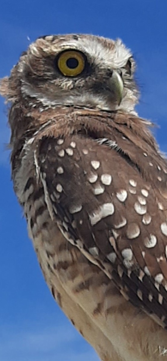 Burrowing Owl - ML620635184