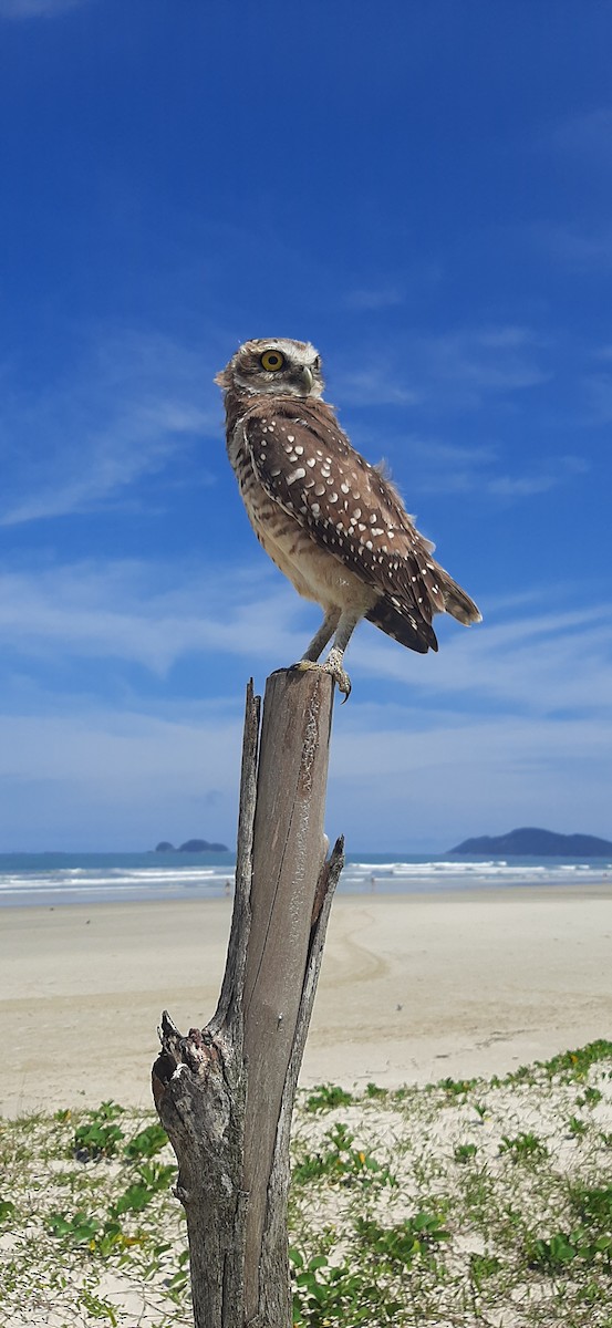 Burrowing Owl - Luiz Proença