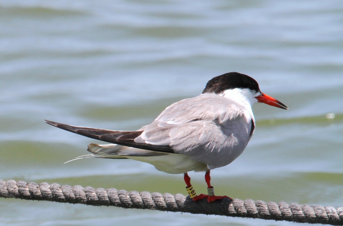 Common Tern - ML620635187