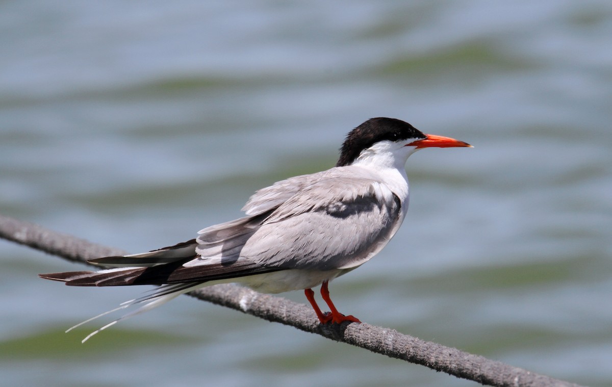 Common Tern - ML620635188