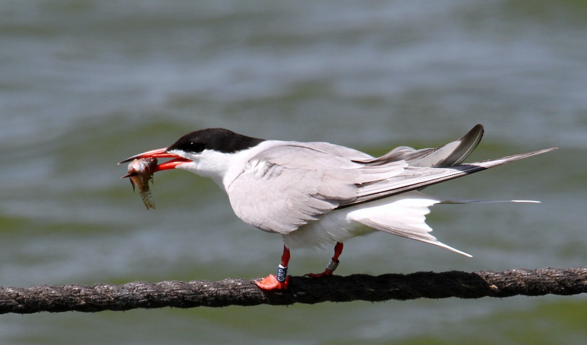 Common Tern - ML620635189