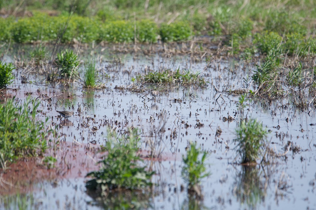 gulbeinsnipe - ML620635190