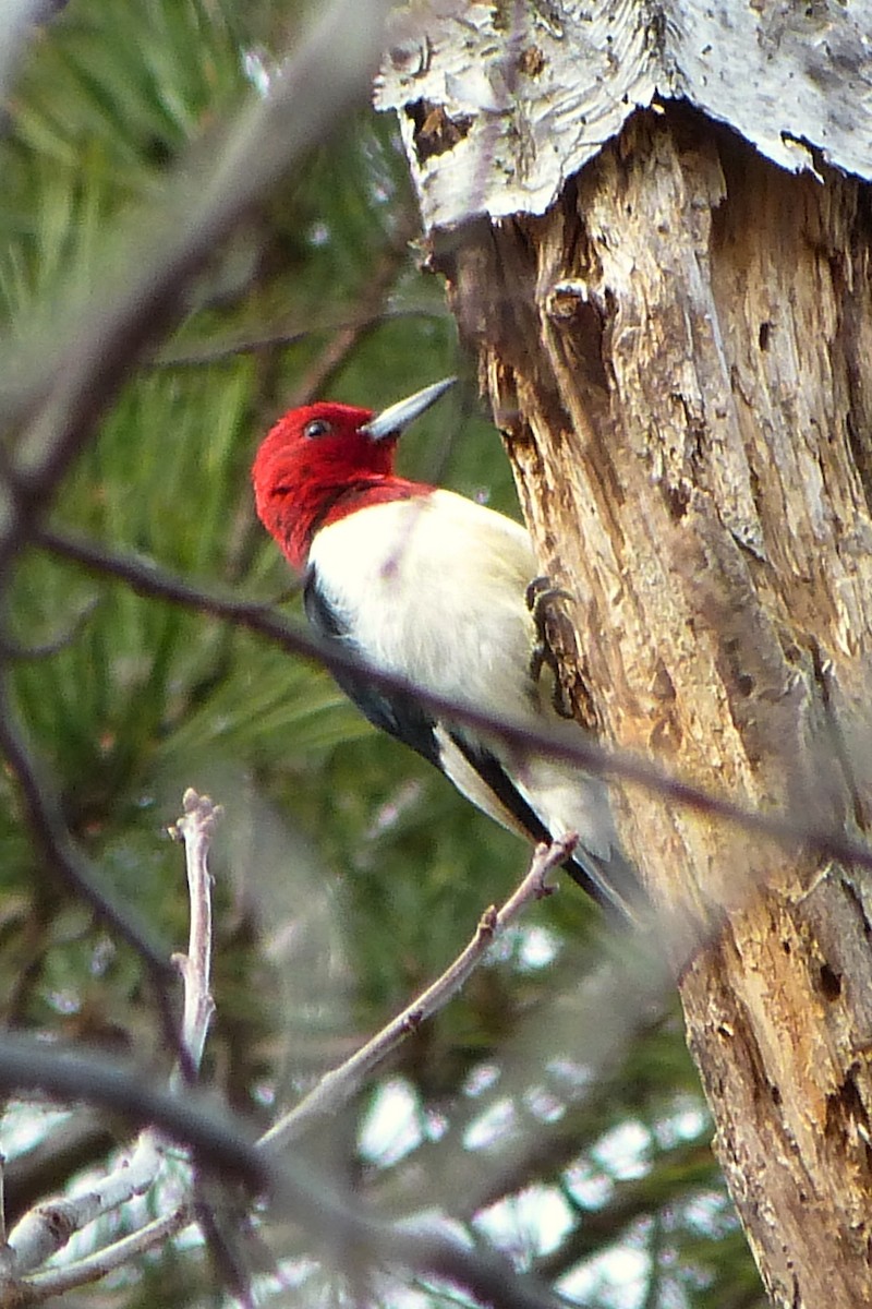 Red-headed Woodpecker - ML620635195
