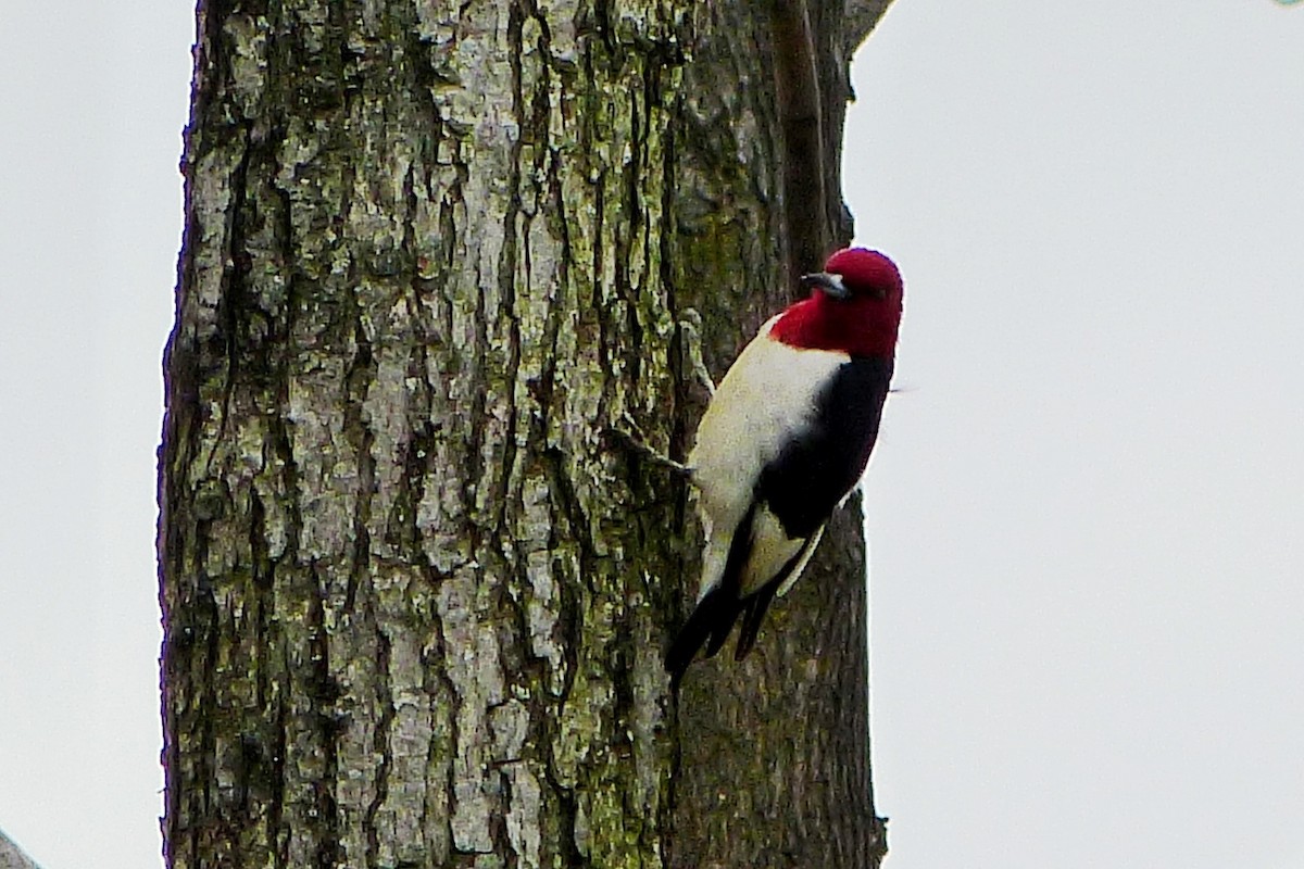 Red-headed Woodpecker - ML620635196