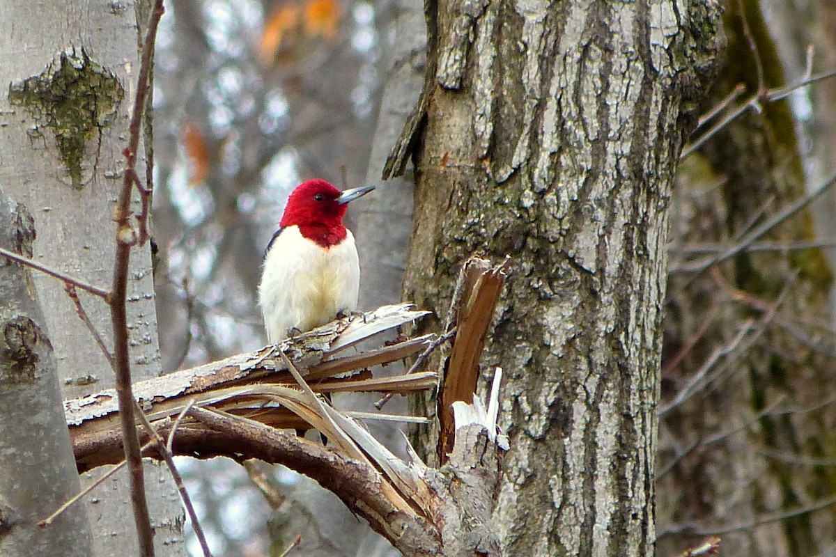 Red-headed Woodpecker - ML620635197