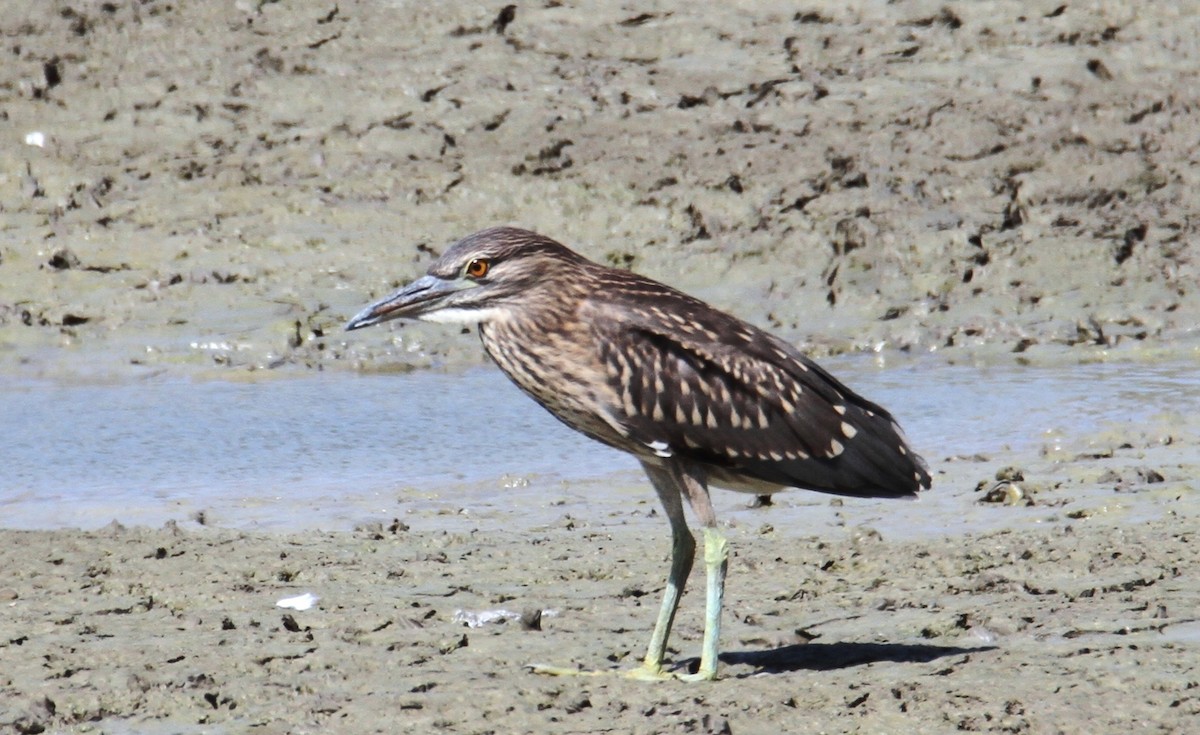 Black-crowned Night Heron - ML620635200