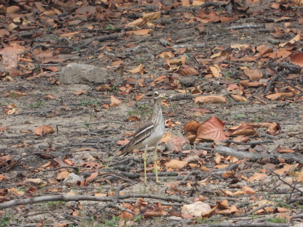 Indian Thick-knee - ML620635201