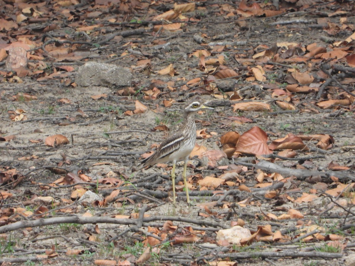 Indian Thick-knee - ML620635203
