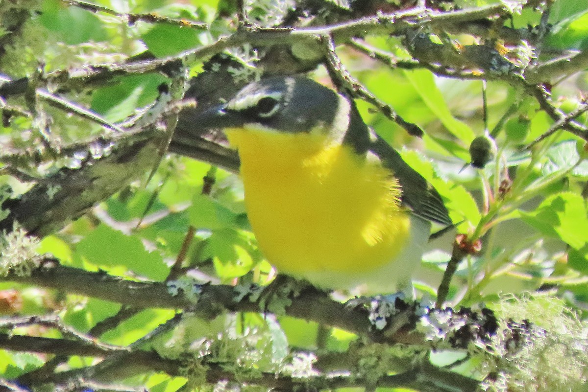 Yellow-breasted Chat - ML620635206