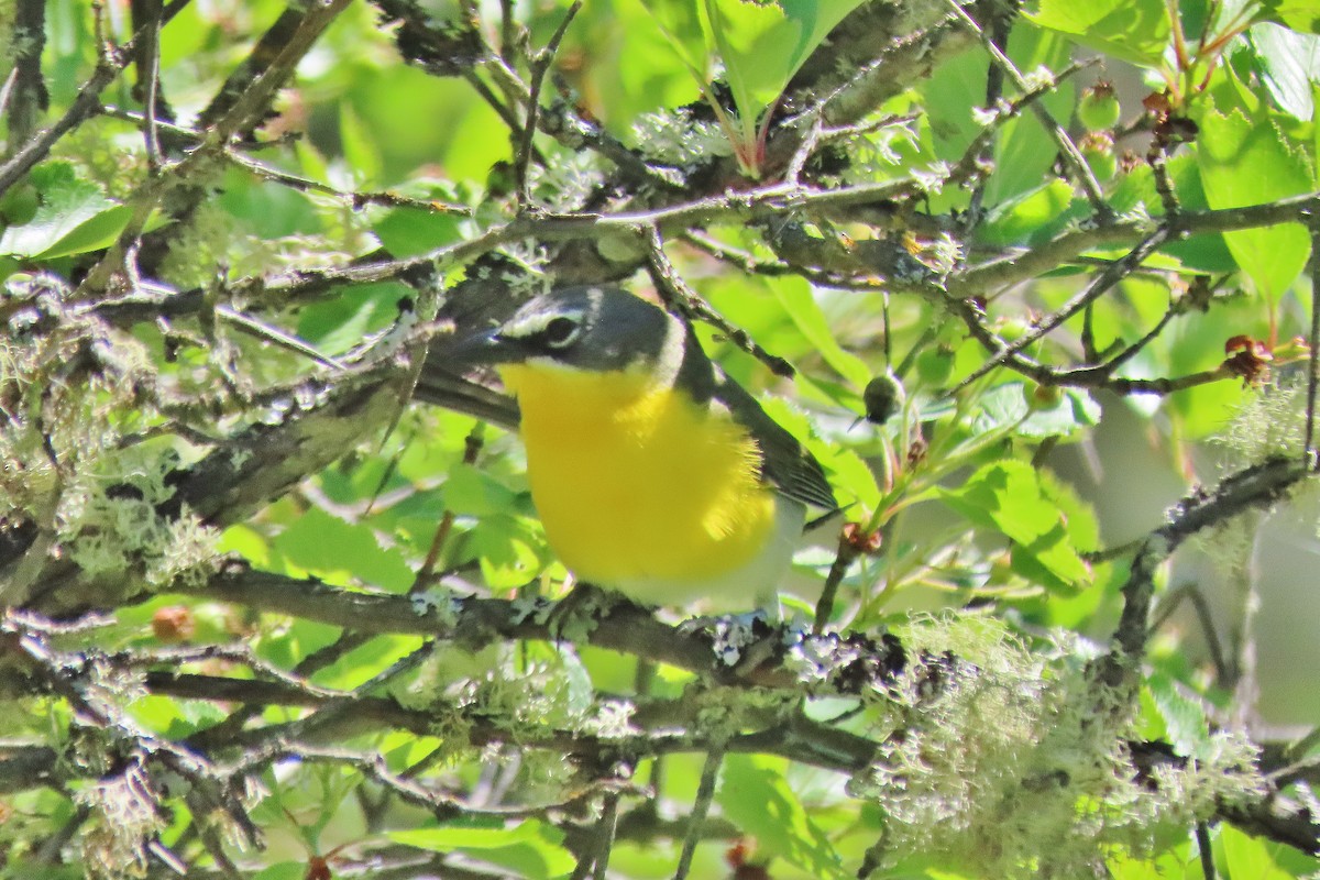 Yellow-breasted Chat - ML620635209