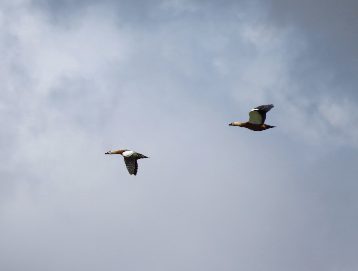 Ruddy Shelduck - ML620635213