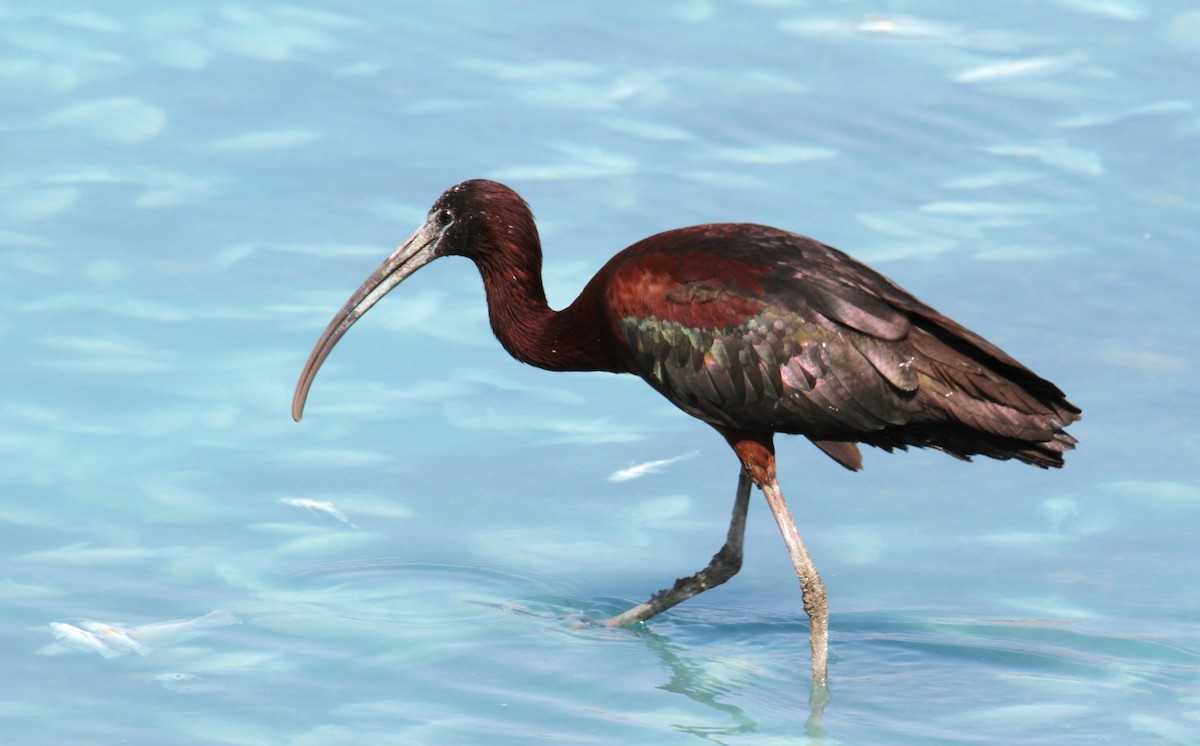 Glossy Ibis - ML620635221