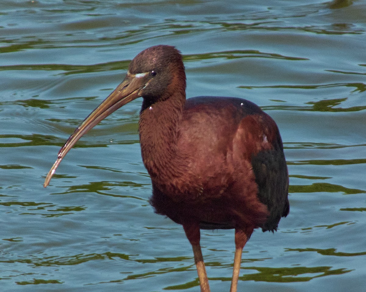 Glossy Ibis - ML620635222