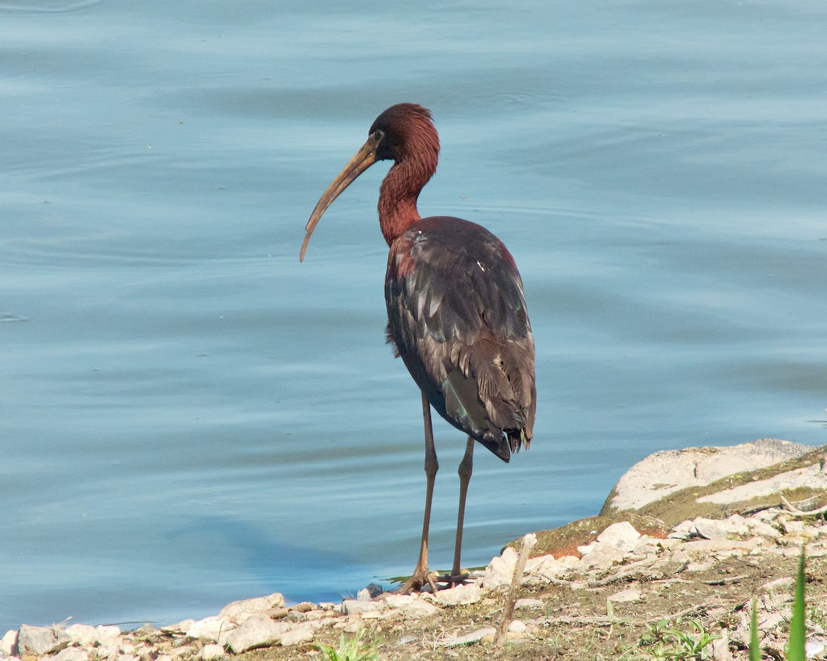 Glossy Ibis - ML620635226