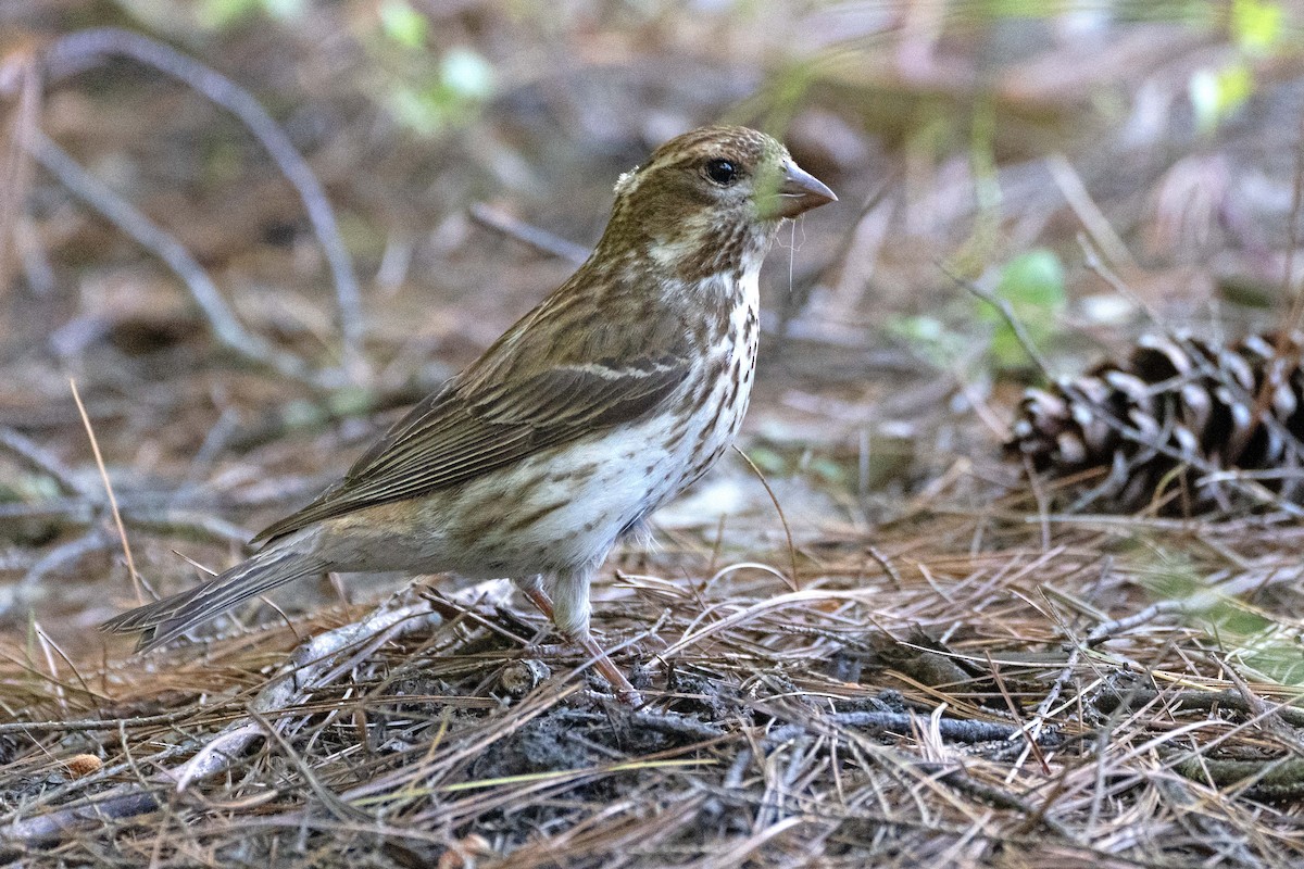 Purple Finch - ML620635230