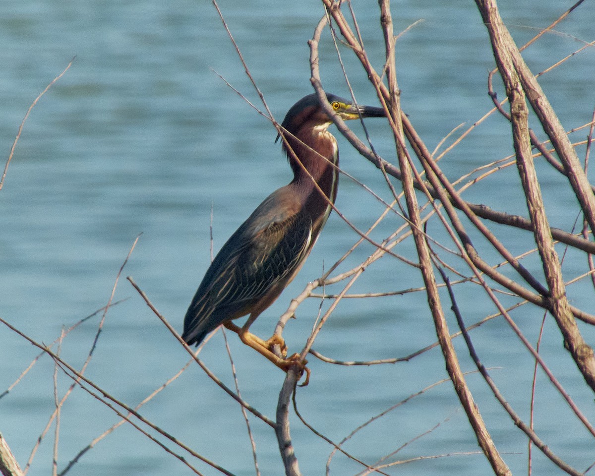 Green Heron - ML620635231