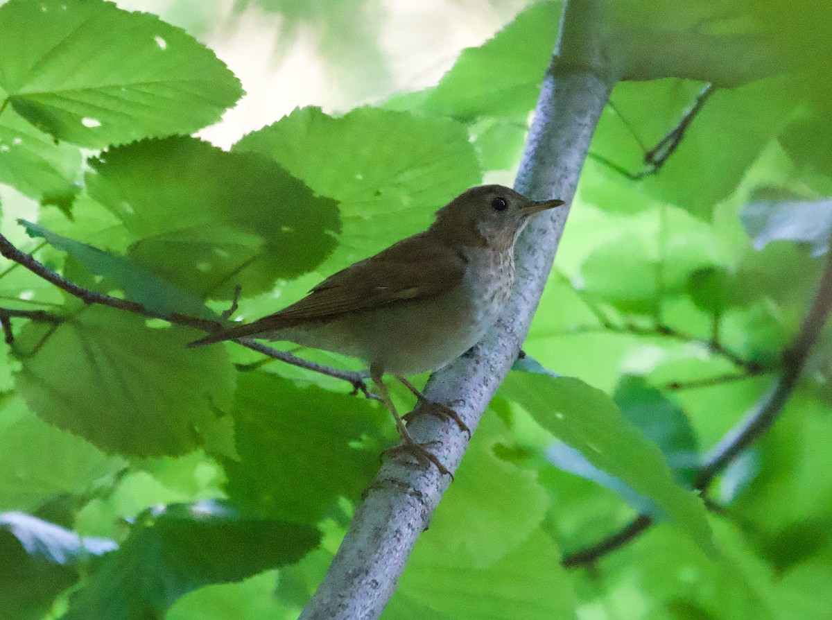 Veery - ML620635232