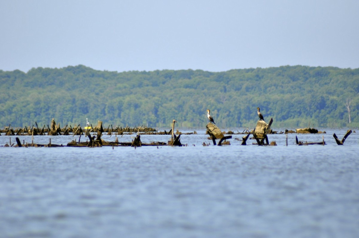 Double-crested Cormorant - ML620635233