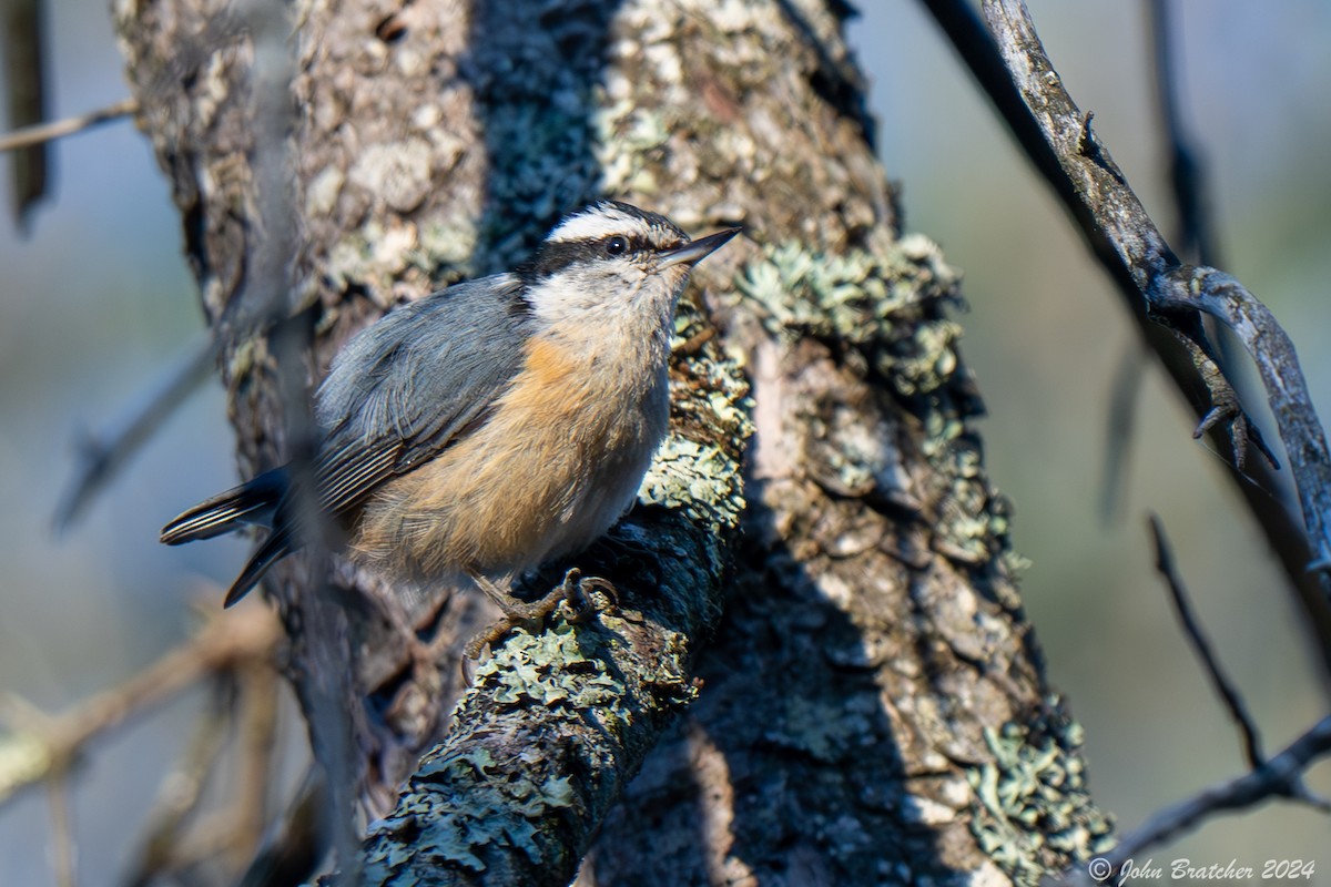 Red-breasted Nuthatch - ML620635234