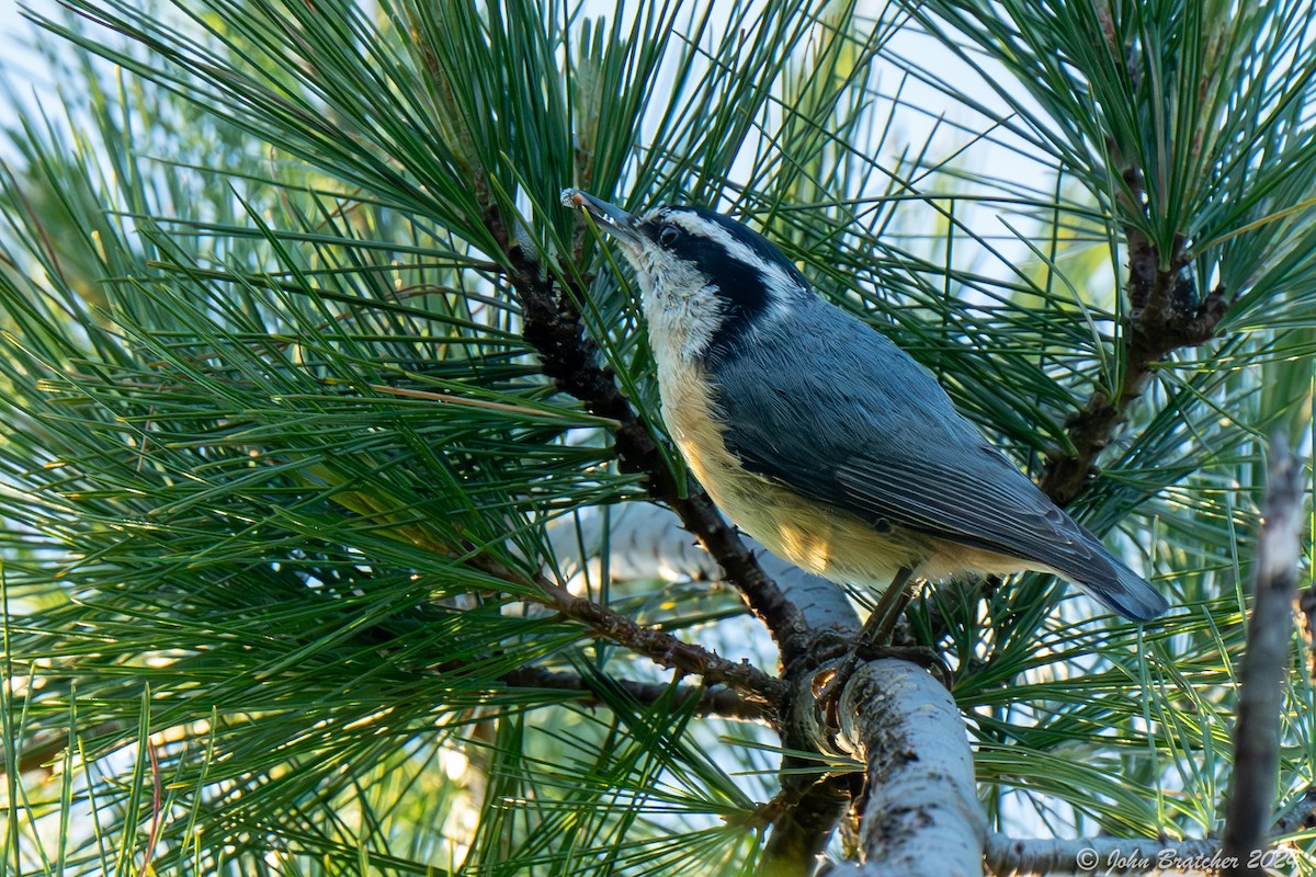 Red-breasted Nuthatch - ML620635235