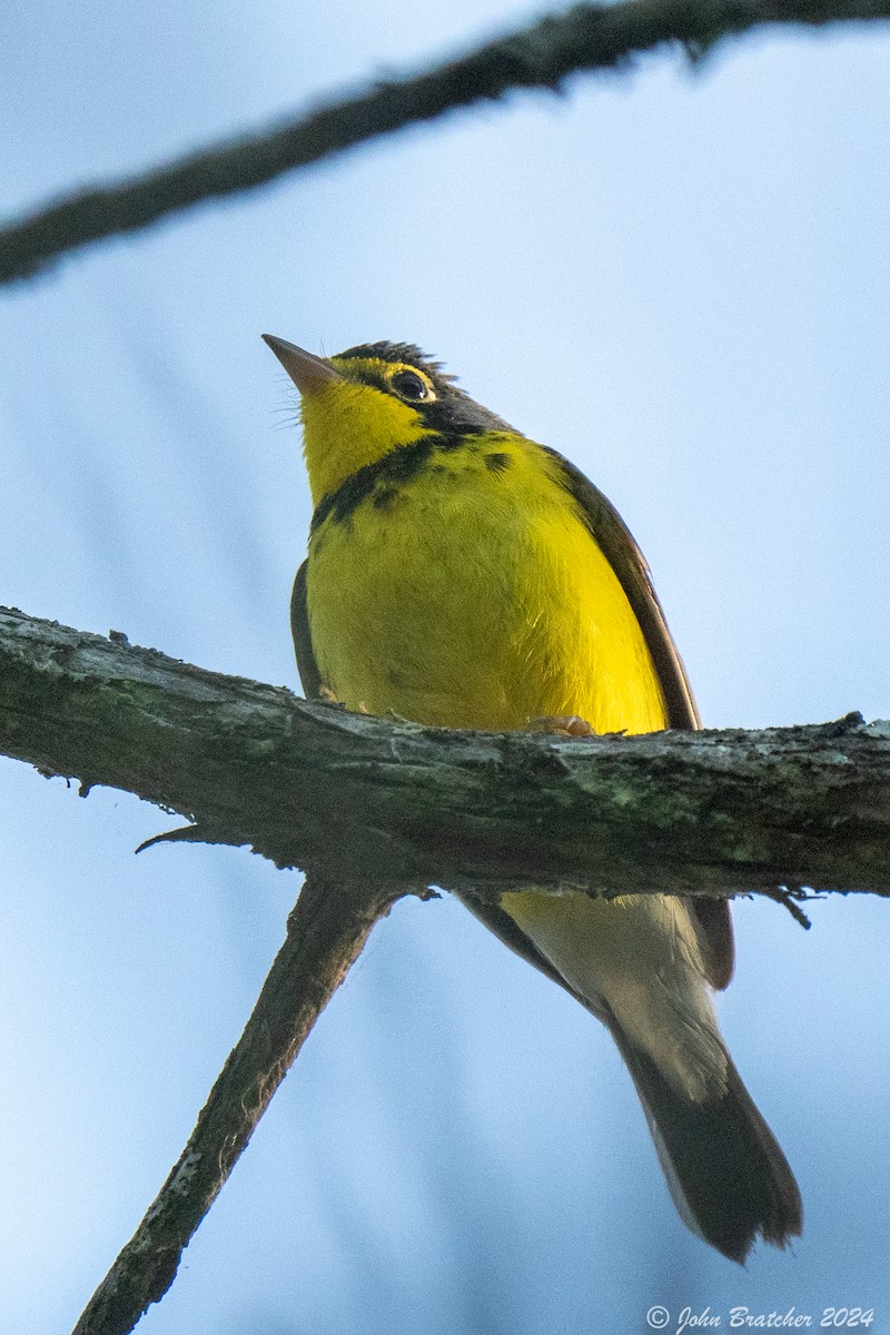 Canada Warbler - ML620635237