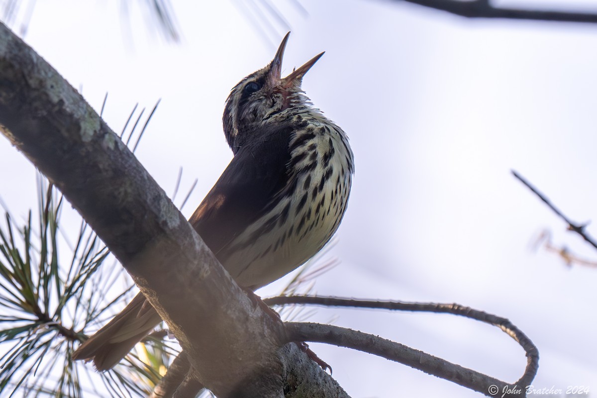 Northern Waterthrush - ML620635239