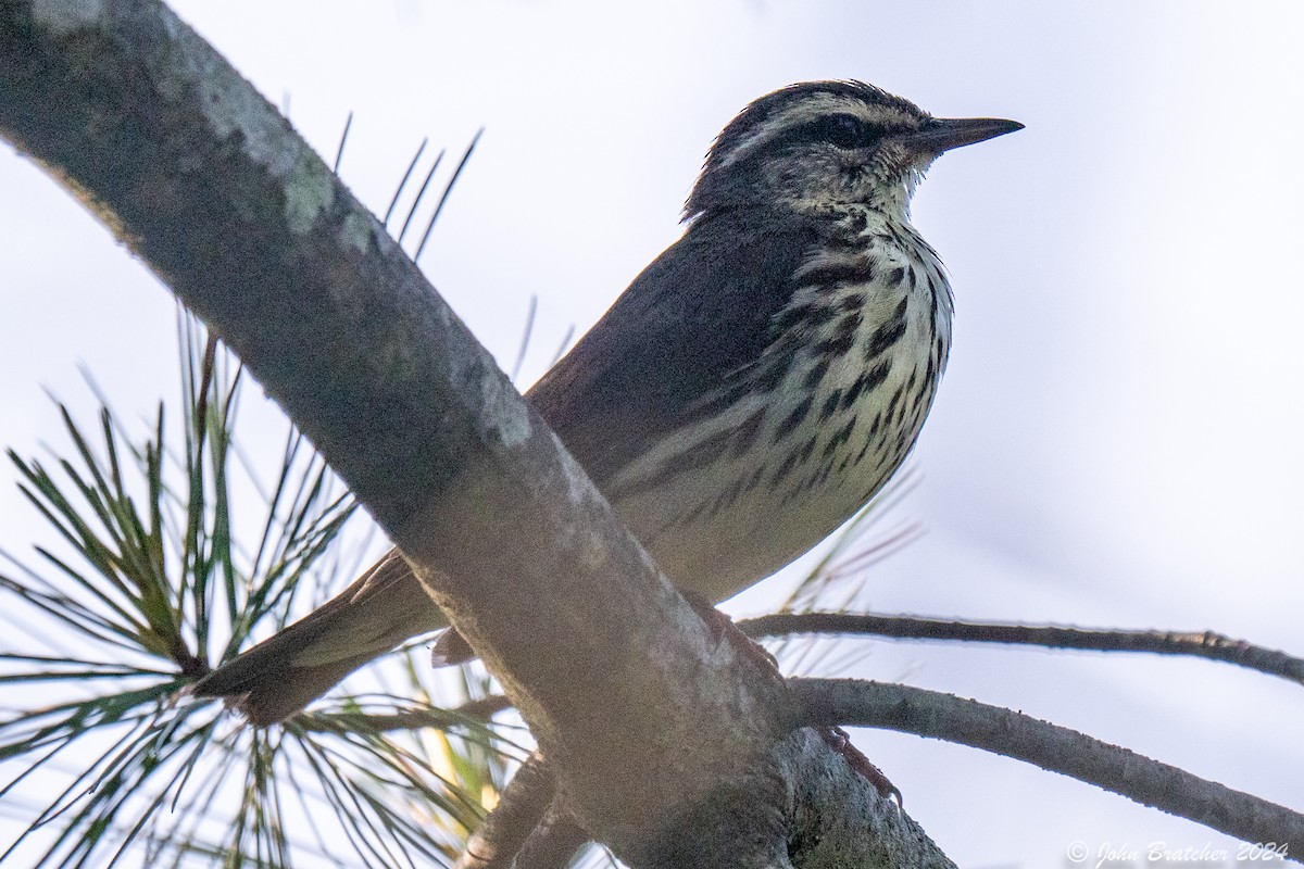 Northern Waterthrush - ML620635240