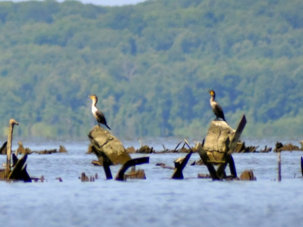 Double-crested Cormorant - ML620635245