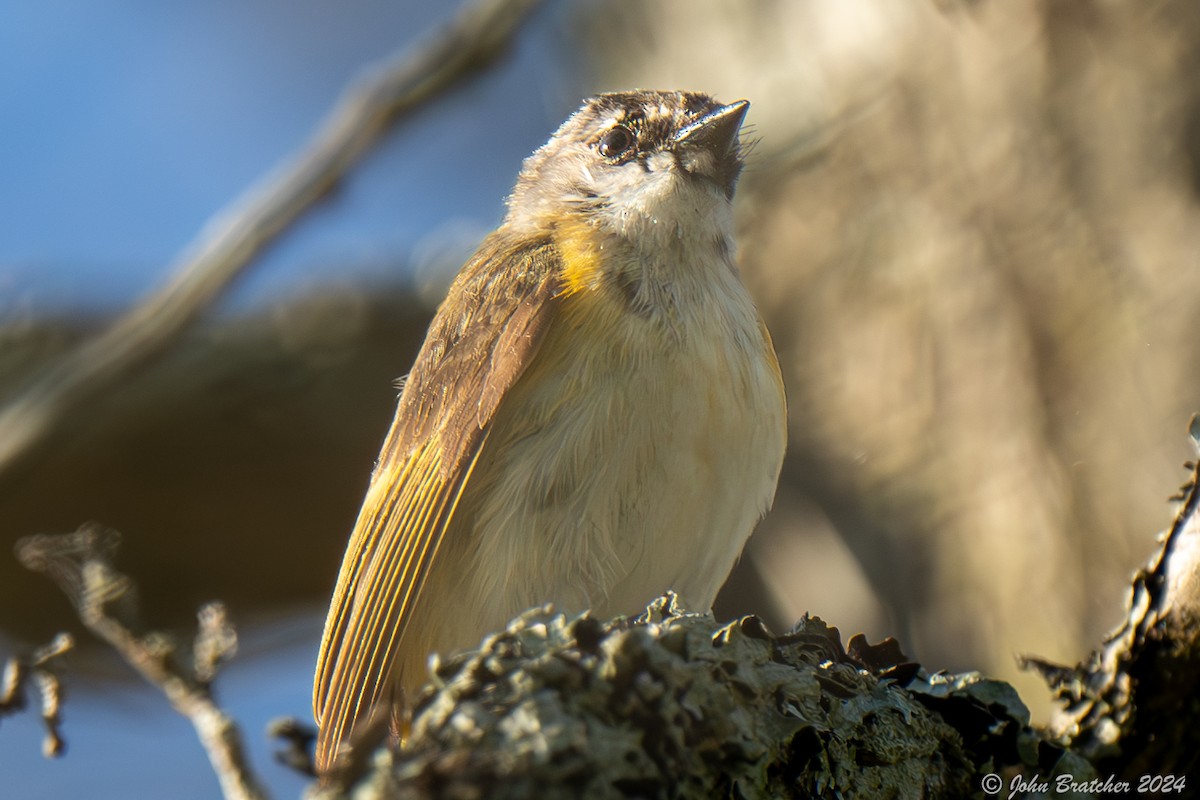 American Redstart - ML620635248