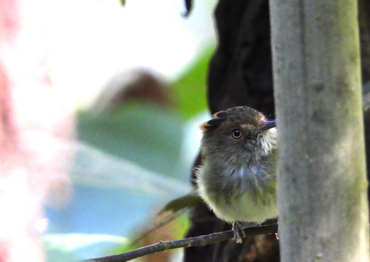 Scale-crested Pygmy-Tyrant - ML620635265