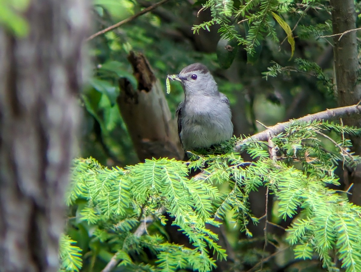 Gray Catbird - ML620635266