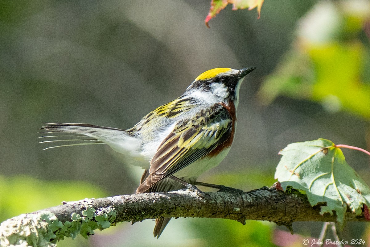 Chestnut-sided Warbler - ML620635271